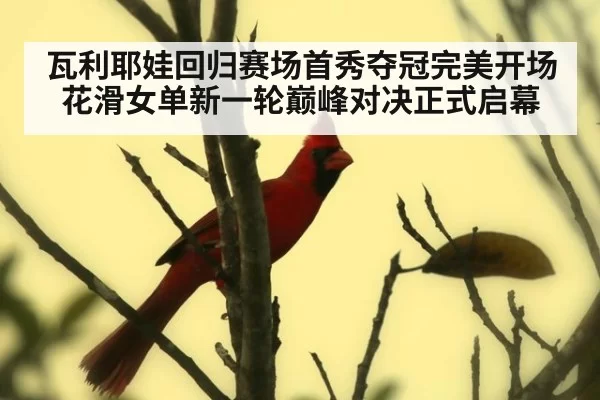 瓦利耶娃回归赛场首秀夺冠完美开场 花滑女单新一轮巅峰对决正式启幕